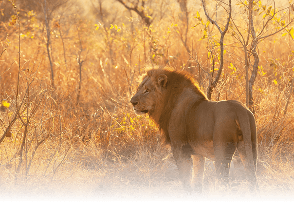 Male lion backlit in a golden forest