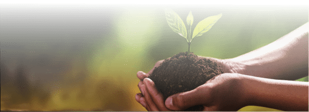 hand holding small tree for planting. concept green world earth day