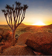 Quiver Tree - Spitzkoppe (Damaraland, Namibia)