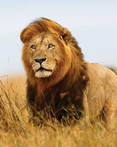 Beautiful Lion Caesar in the golden grass of Masai Mara, Kenya