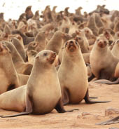 Brown seal colony on Cape Cross Namibia