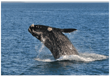 A Southern right whale breaching in Walker Bay,Hermanus,South Africa