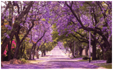 Stunning alley with wonderful violet vibrant jacaranda in bloom. Tenderness. Romantic style. Spring in South Africa. Pretoria. Artistic retouching. Ideal background for greeting card.