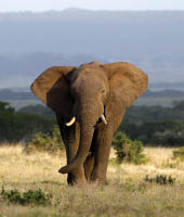 A big elephant bull walks through an open grassland in this image.
