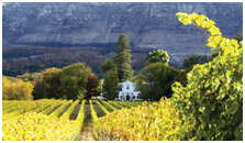 Vineyards starting to color during the start of autumn in the Constantia valley near Cape Town, South Africa