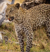 A leopard is walking on a dirt road. AI generated content