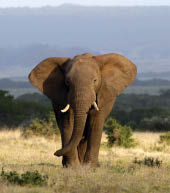 A big elephant bull walks through an open grassland in this image.