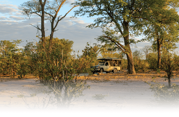 A young cheetah is sitting in a field of tall grass. AI generated content