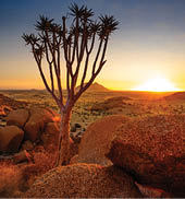 Quiver Tree - Spitzkoppe (Damaraland, Namibia)