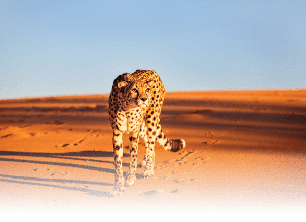 A wild animal, possibly a hyena, is walking through a grassy field near a body of water. AI generated content