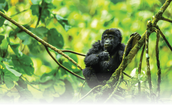 A baby monkey is holding onto a tree branch. AI generated content