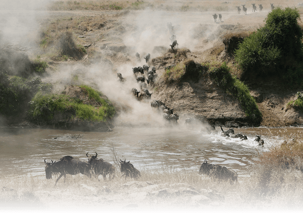 A herd of wildebeest is crossing a river, with some jumping over the water to reach the other side. AI generated content