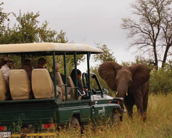 A group of people are riding in a jeep on a dirt road, and a leopard is walking nearby. AI generated content