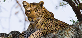 Leopard on the tree. Tanzania. Serengeti.