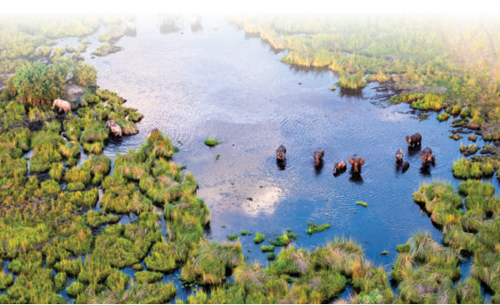 Aerial view to bush of delta Okavango with elephant.