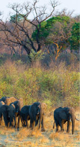 a group of elephants come out of the forest in Hwange National Park