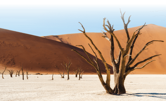 Dead camelthorn trees surrounded by towering sand dunes in Deadvlei, Namib-Naukluft National Park, Namibia, Africa.