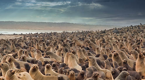 Huge cape fur seal colonies crowding the beaches of the Cape Cross Seal Reserve, Skeleton Coast, Namib desert, Western Namibia.