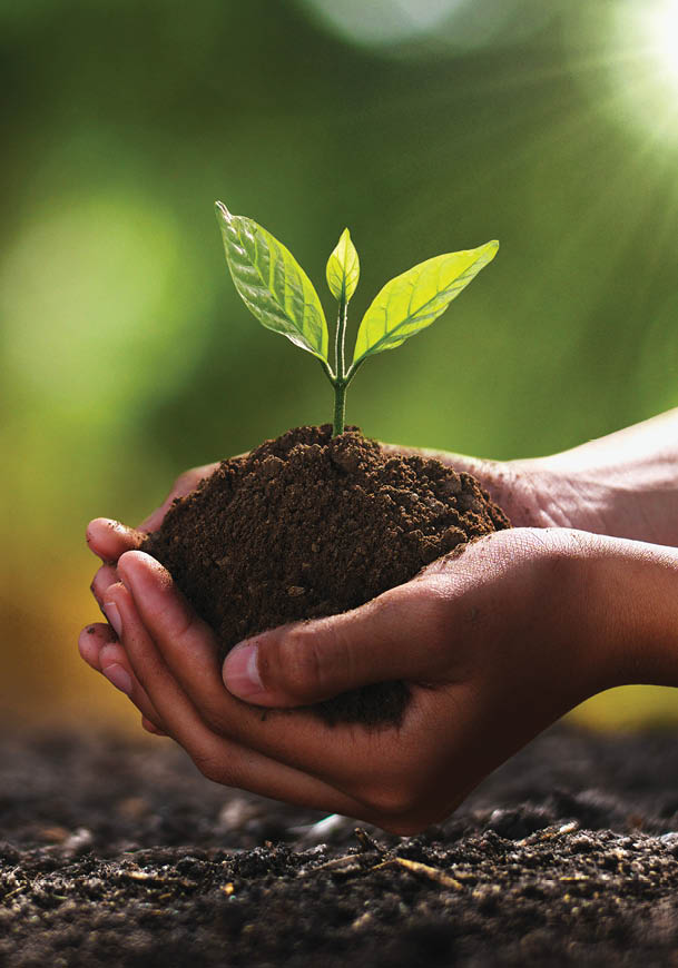 hand holding small tree for planting. concept green world earth day