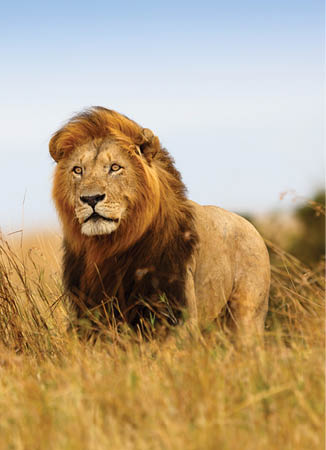 Beautiful Lion Caesar in the golden grass of Masai Mara, Kenya