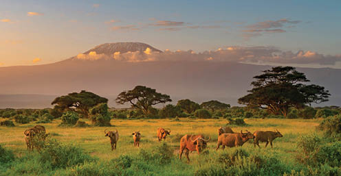 Mount Killimanjaro in Morning light, Amboseli, Kenya