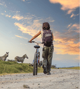 A girl on a bike next to Zebras in Naivasha in Hells Gate Park at sunset, Kenya