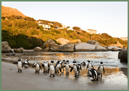 African Penguins on Boulders Beach, Cape Town, South Africa