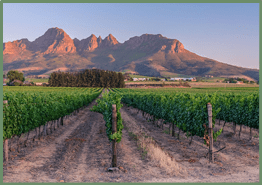 Stellenbosch, Cape Town, South Africa - December 9, 2017: View of vineyard fields at sunset, around the village of Stellenbosch, with the mountains in the background and a cloudless sky