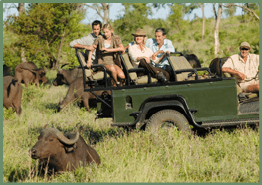 Group of tourists in jeep looking at African buffaloes (Syncerus caffer)