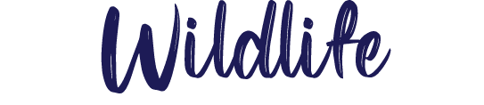 Wildlife