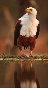 Close-up of an African fish eagle, Haliaeetus vocifer sitting on the shore of small lake against reddish, blurred savanna in background. Colorful evening light, KwaZulu Natal, South Africa.