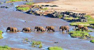 elephants crossing Olifant river,evening shot,Kruger national park