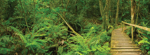 A path through lush temperate rainforest in the Tsitsikamma section of the Garden Route National Park in South Africa.