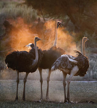 Ostrich family. Two males, Struthio camelus, trying to attract female. Dust backlighted by last rays of setting sun create nice african wildlife atmosphere. Nature photography in Kalahari, Botswana