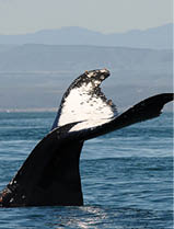 beautiful humpback