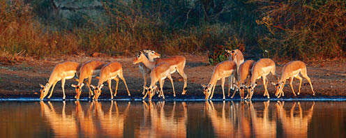 Impala herd (Aepyceros melampus) drinking water - Kruger National park (South Africa)