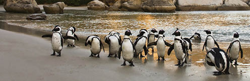 African Penguins on Boulders Beach, Cape Town, South Africa