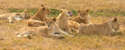 Lions resting in the late afternoon sun, South Africa