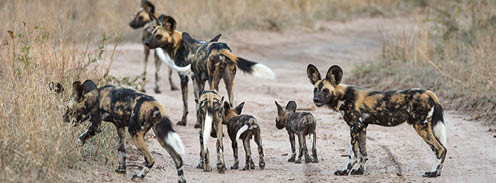 A pack of African wild dogs, Lycaon pictus, with pups, moving to a new den site along a dirt road.