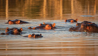 Pod of common hippopotamus (Hippopotamus amphibius) in the estuary in St Lucia, South Africa.