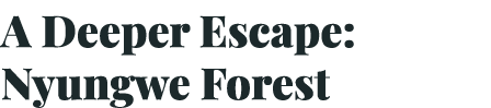 A Deeper Escape: Nyungwe Forest
