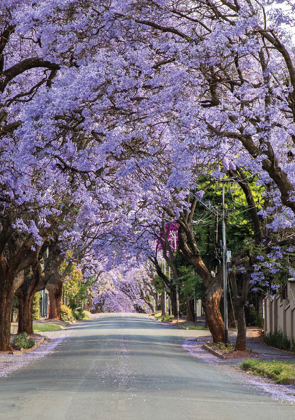 Jacaranda trees in Johannesburg