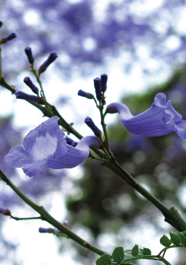 Magnificent blooming Jacaranda under shiny sun and blue sky 