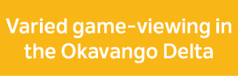 Varied game viewing in the Okavango Delta