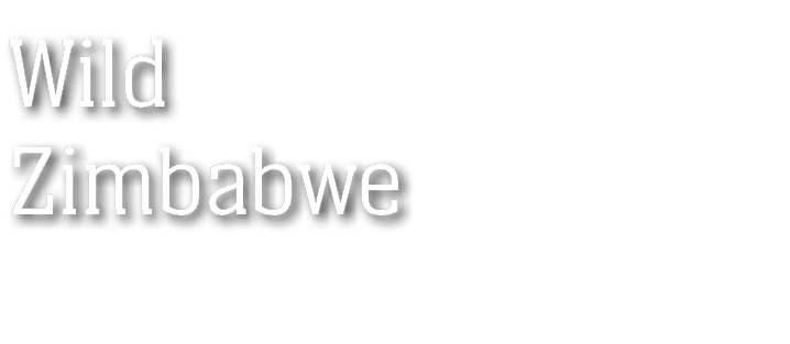 Wild Zimbabwe