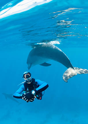 Men scuba diver swimming with Dolphin, Two Bottle nosed Dolphin couple Underwater photo  Sea life  Tropical Coral sea Red Sea