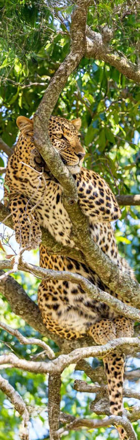 Portrait of leopard on a tree in Masai Mara national park reserve. Wildlife safari in Kenya, Africa
