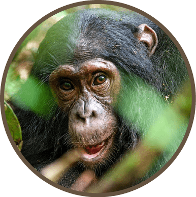 Close up portrait of old chimpanzee Pan troglodytes resting in the jungle of Kibale forest in Uganda