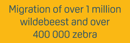 Migration of over 1 million wildebeest and over 400 000 zebra