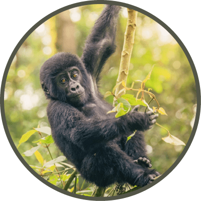 A young mountain gorilla climbs in a tree in Bwindi National Park, Uganda. 
